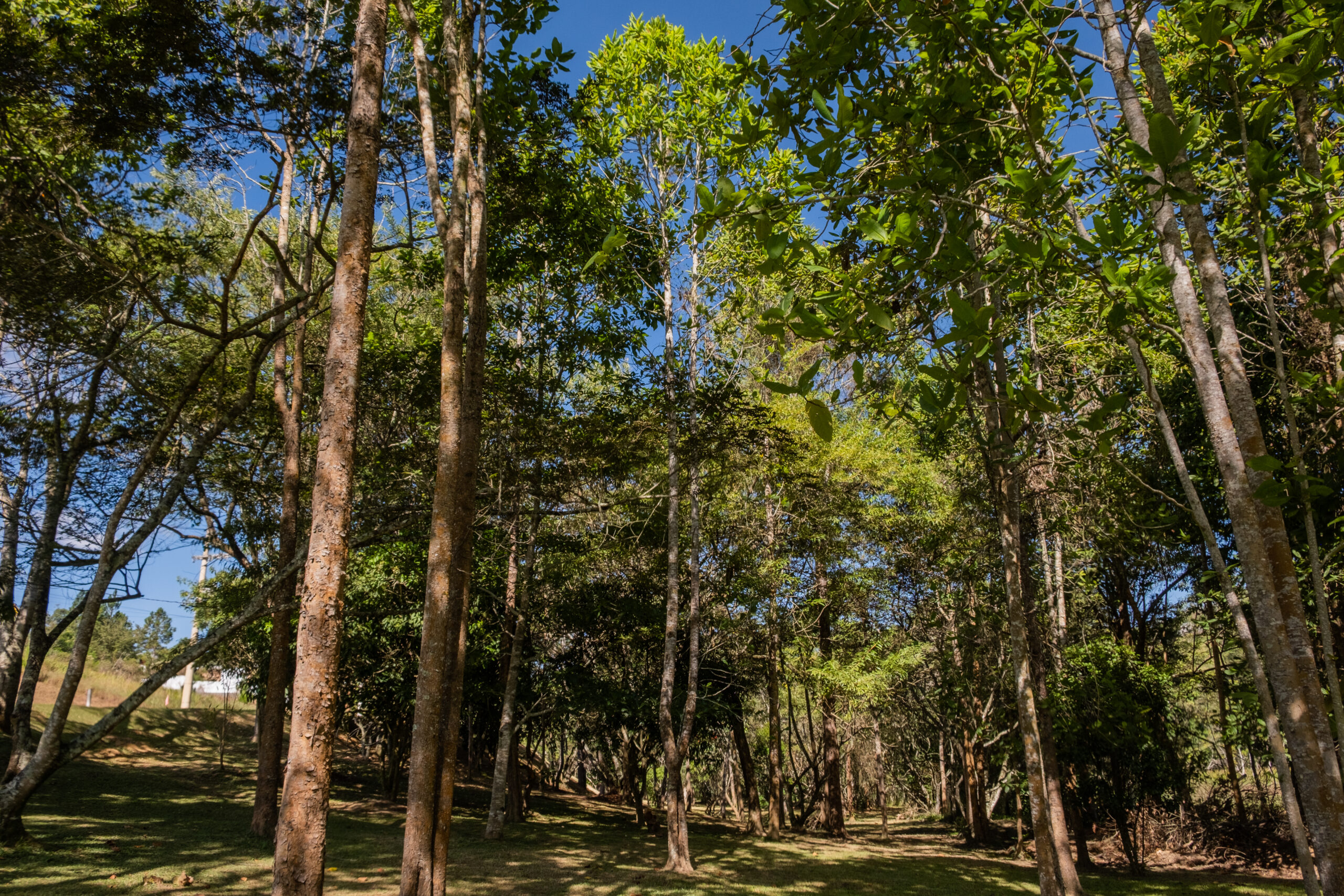 Descubra o refúgio perfeito para relaxar e os benefícios de morar próximo a natureza com o Reserva da Serra