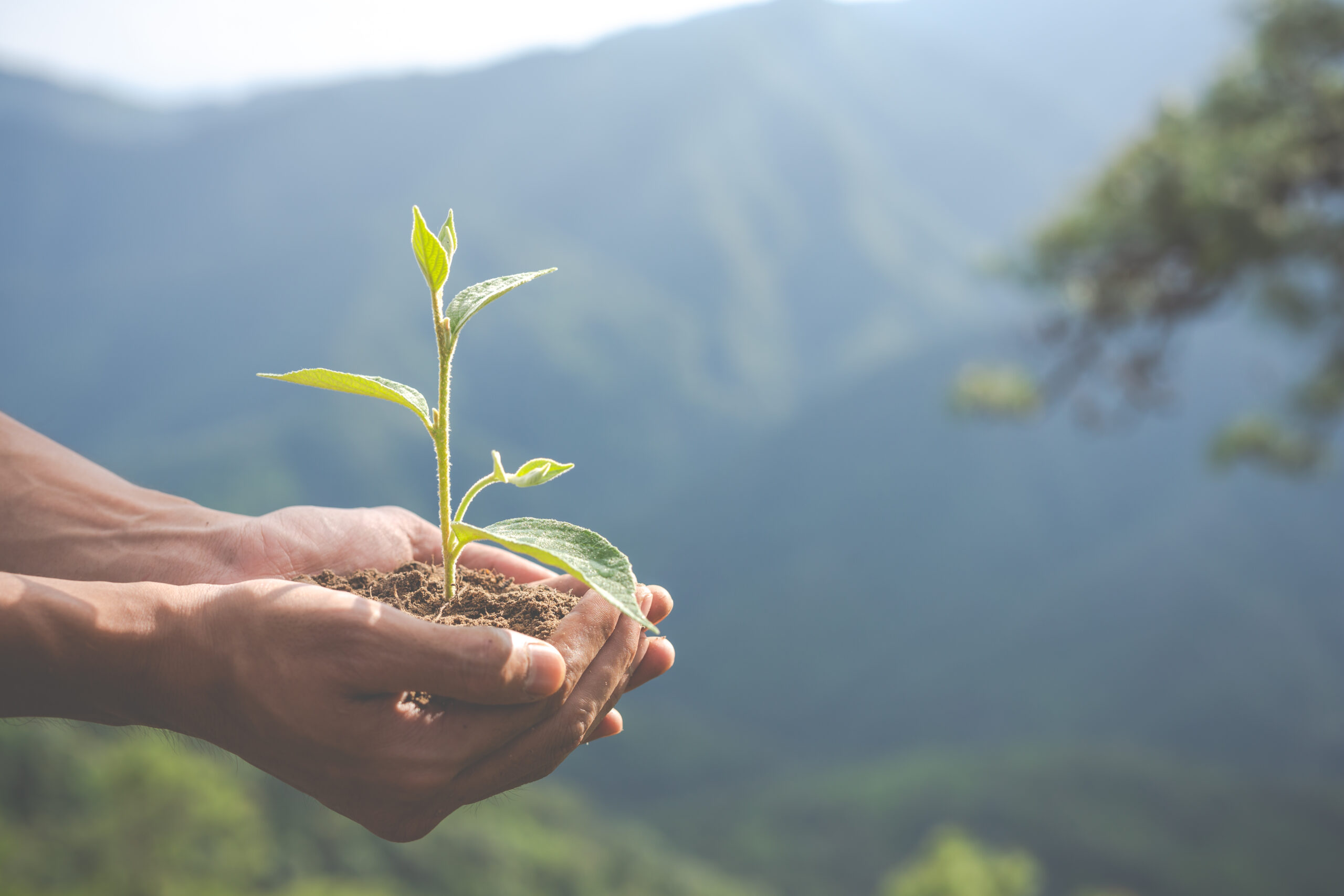 Semana Mundial do Meio Ambiente